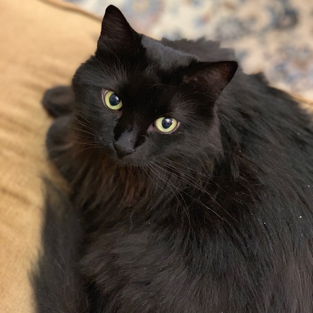 Meet your Posher, Sophie